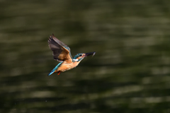 お魚ゲット 2021_56