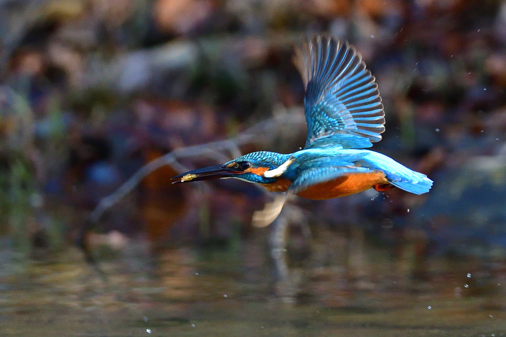 止まり木めざし