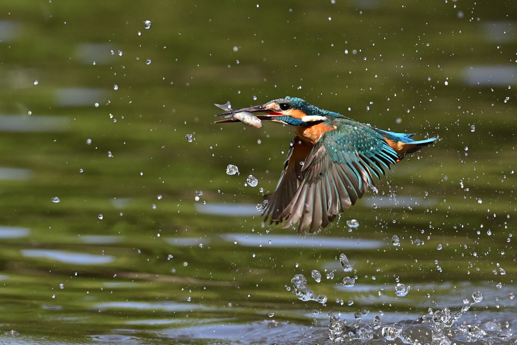 お魚ゲット A-15