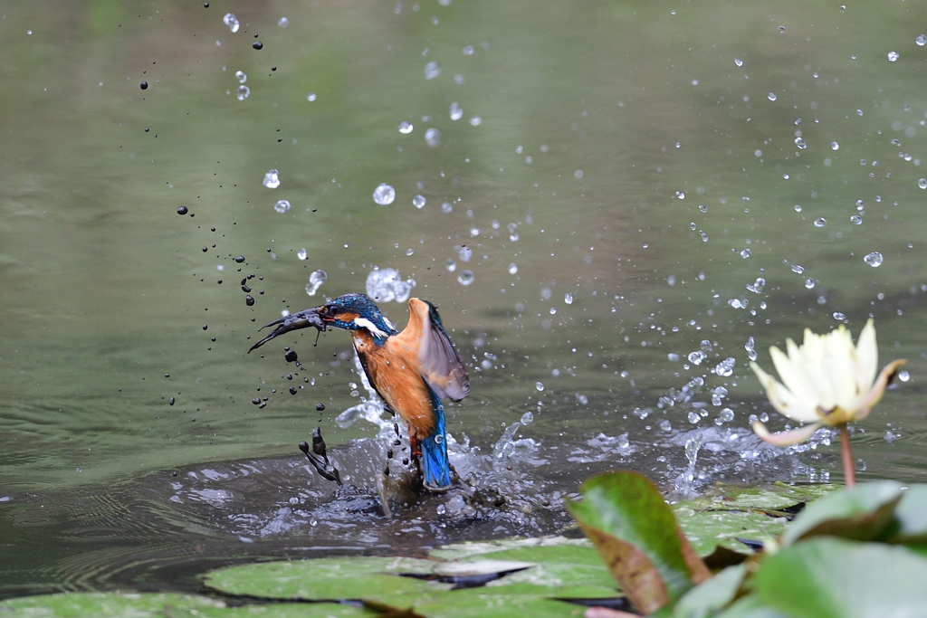 泥の中からゲット