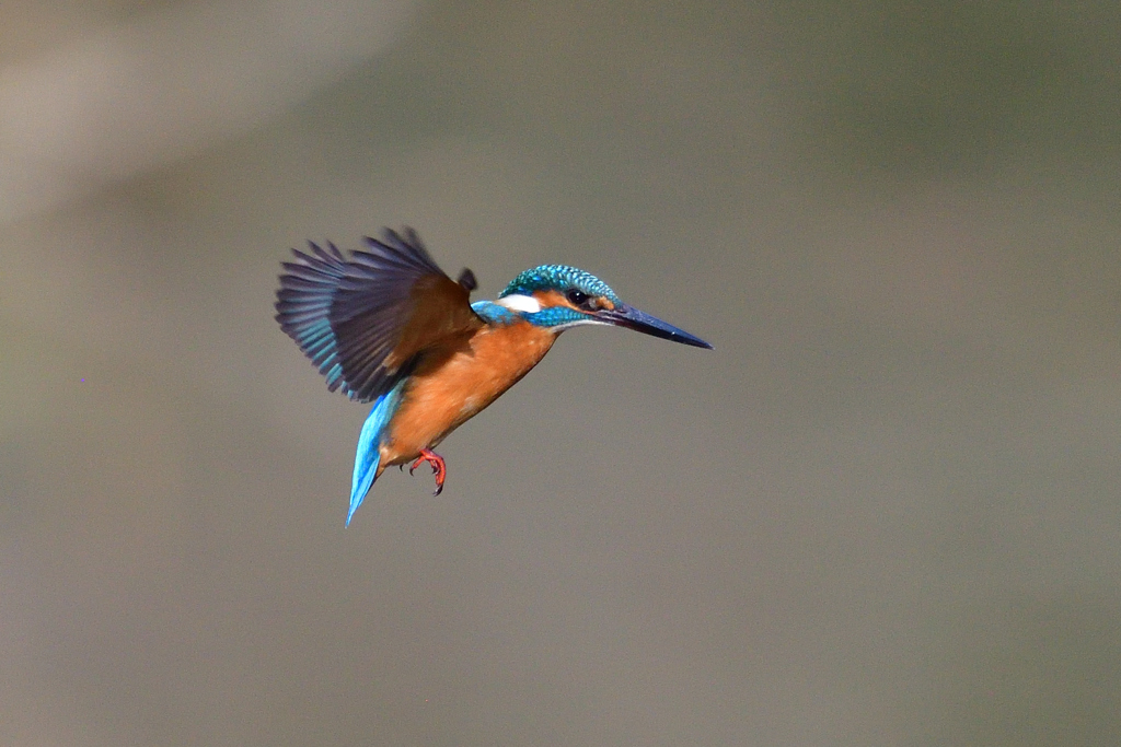 年越しホバ  2018_2