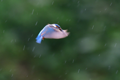 雨にも負けずホバリング 2