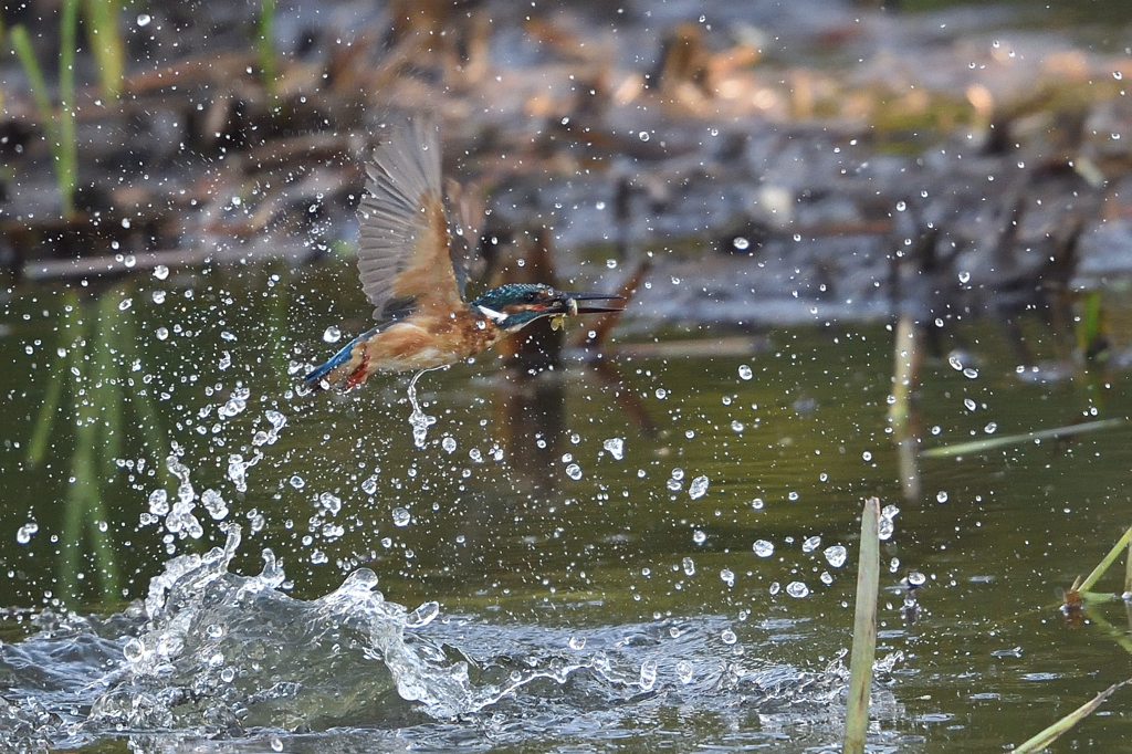 スプラッシュ 2017_22