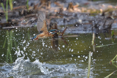 スプラッシュ 2017_22