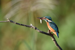 お魚ゲット 2019_65