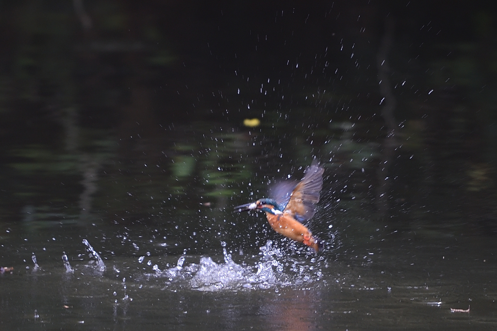 スプラッシュ 58