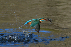 お魚ゲット 2019_18