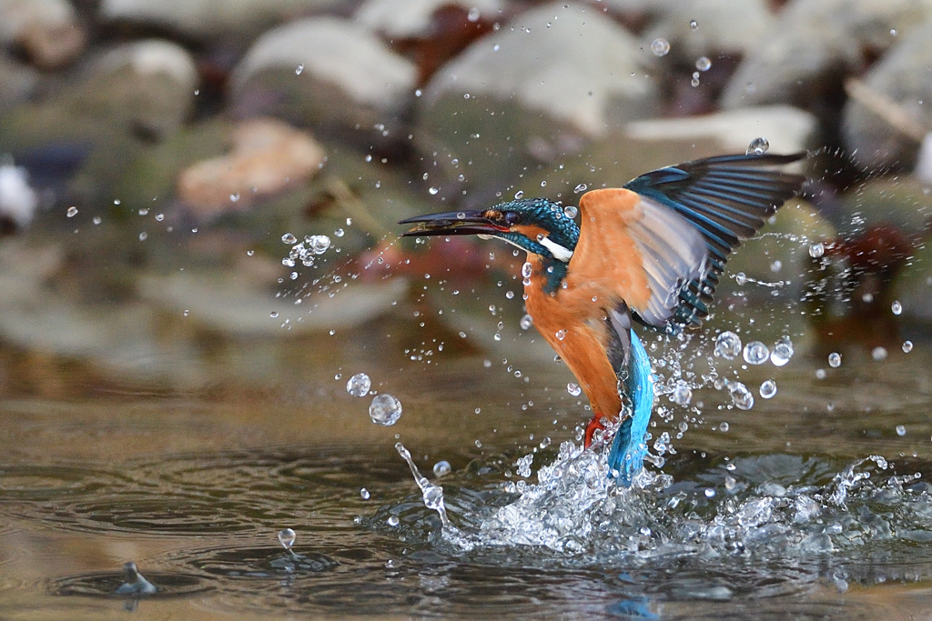 えびゲット 2021_9