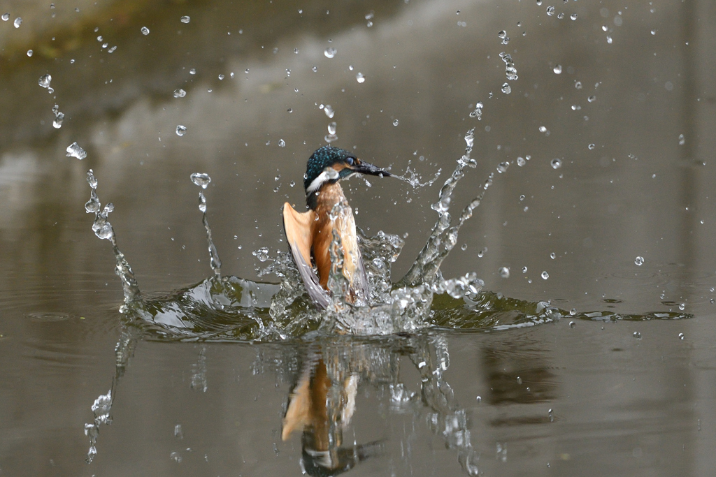 水面からの飛び出し