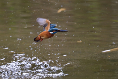 狩り失敗 2017_14