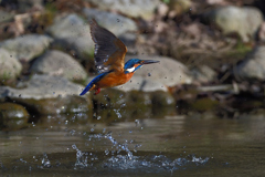 ライジング 2020_5