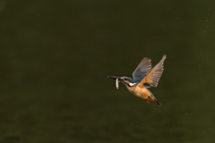 お魚ゲット 2021_57