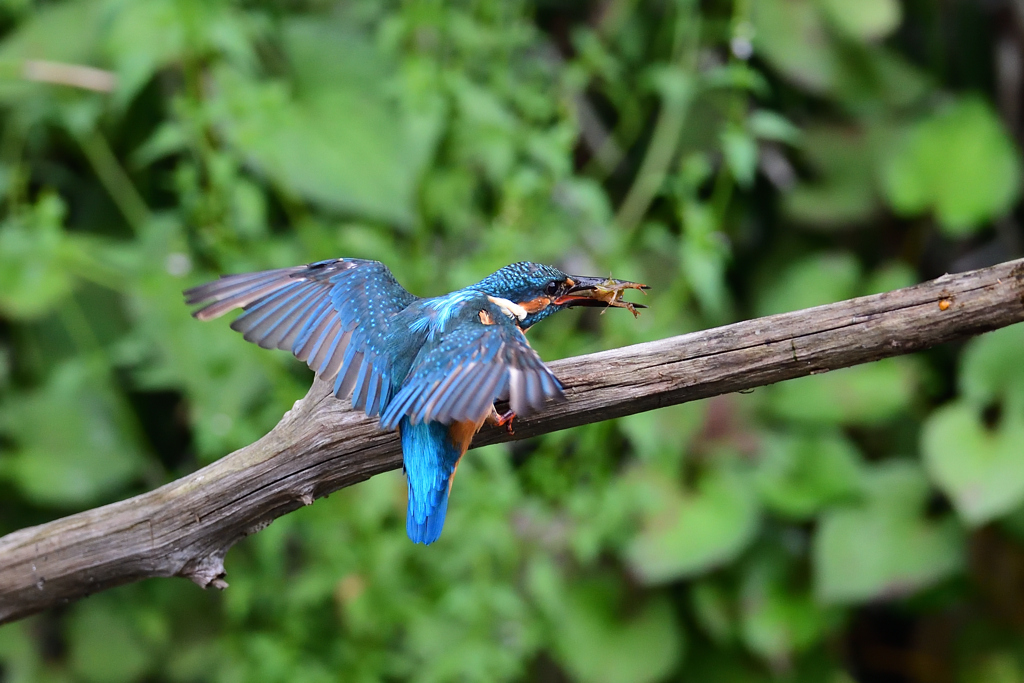 ザリガニ ゲット 7