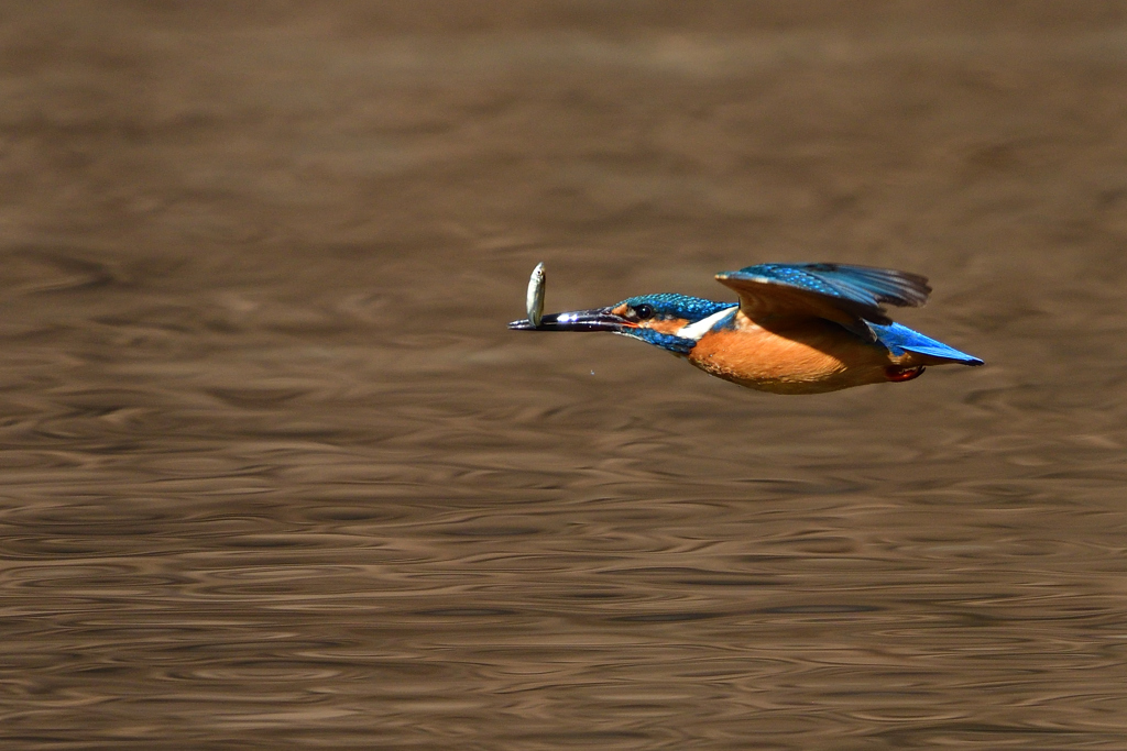 カワセミ宅急便 2018_2