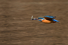 カワセミ宅急便 2018_2