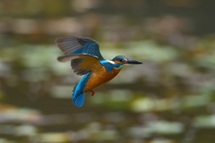 飛び込みやめた