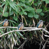 幼鳥 Trio