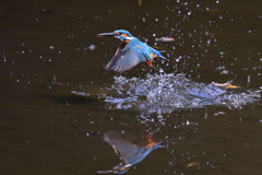 狩り失敗 2017_11