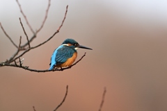Portrait in Kingfisher 8