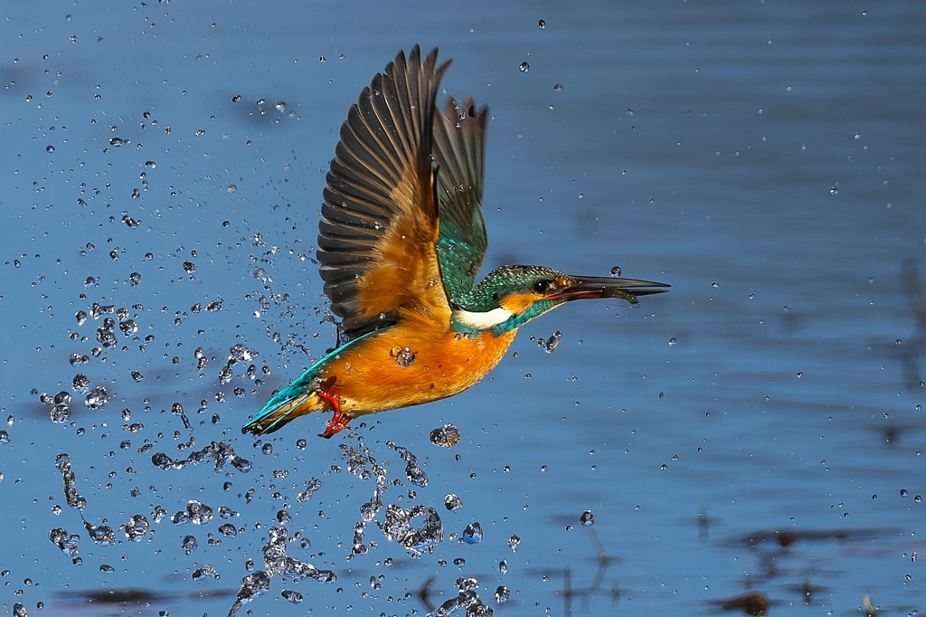 小エビゲット 2