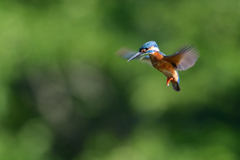 ホバ三昧 2018_44