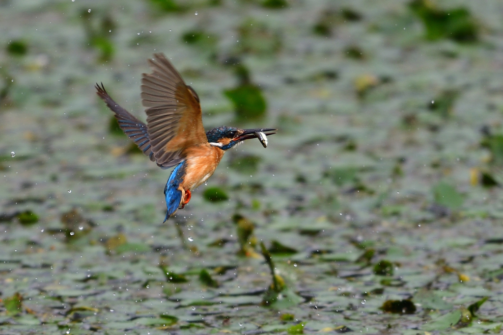 捕ったぞ 2017_23