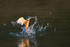 えびゲット 2020_26