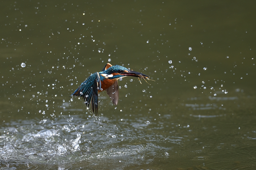 えびゲット 2019_45