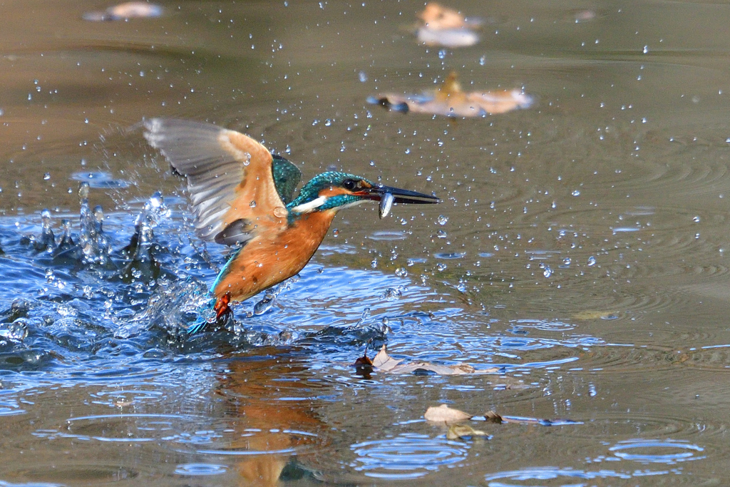 お魚ゲット 2018_101