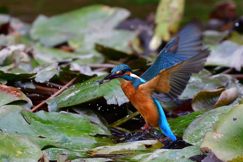 潜らないでゲット