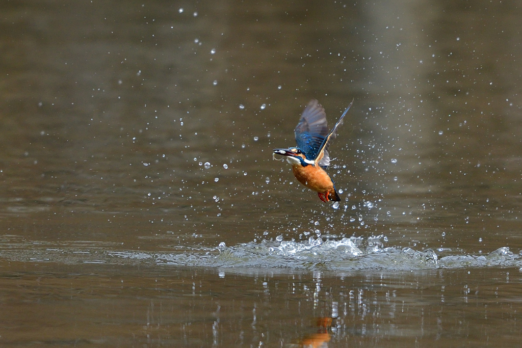お魚ゲット 2018_26