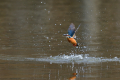 お魚ゲット 2018_26