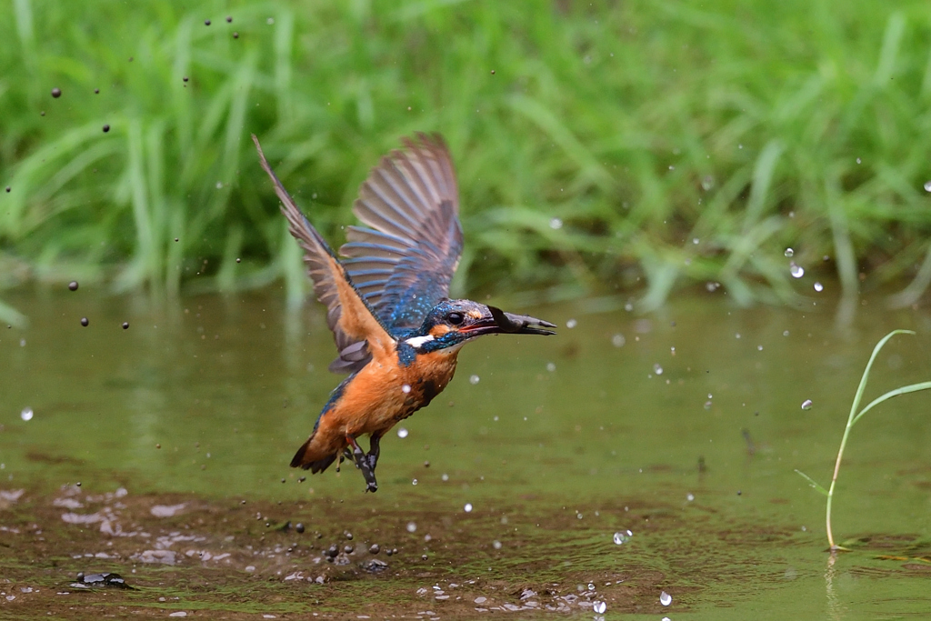 どじょうゲット