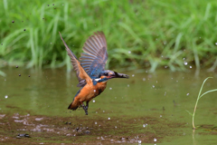 どじょうゲット