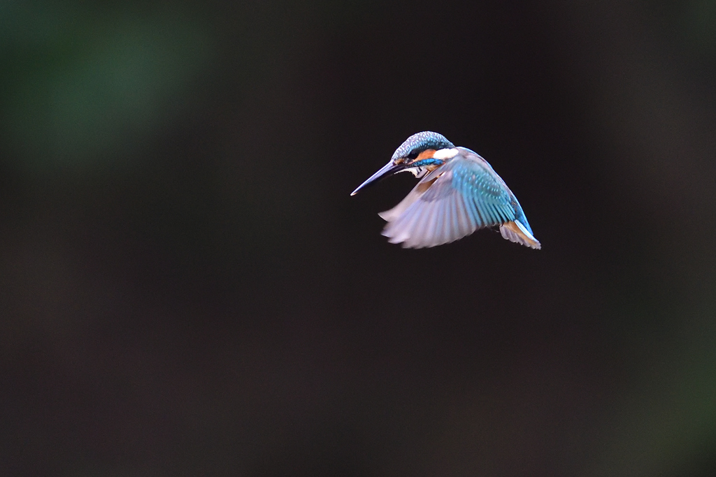 ホバリング 2021_35