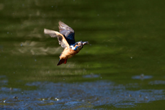 お魚ゲット 2018_75