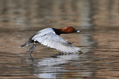 ホシハジロ飛んだ