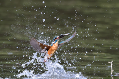 お魚ゲット 2020_20