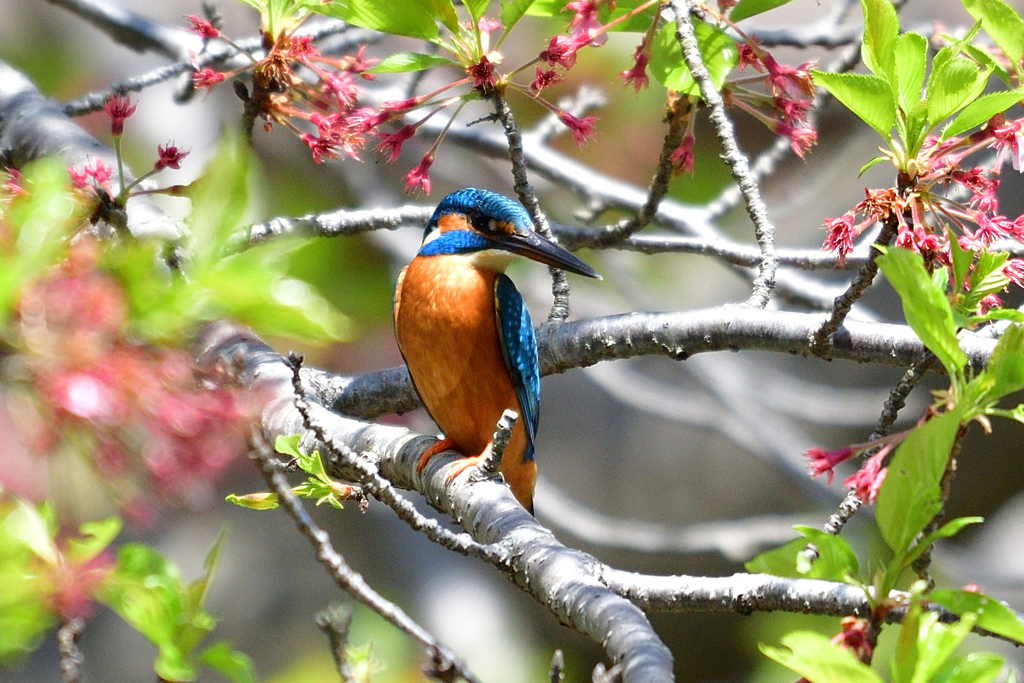 花びらは散ったけれど 2