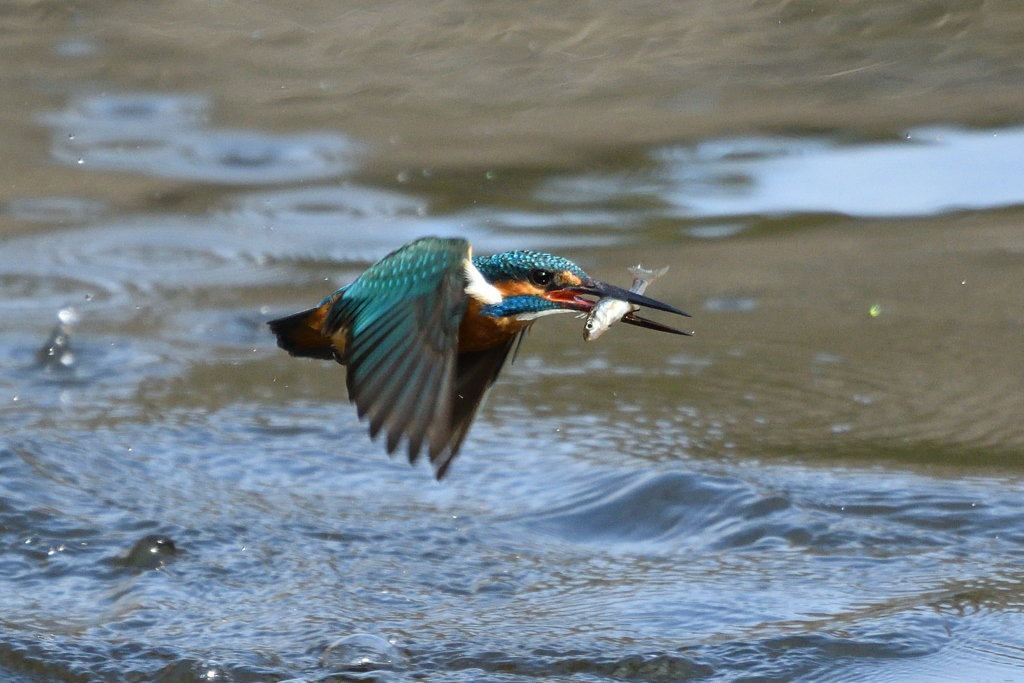 お魚ゲット 2019_32