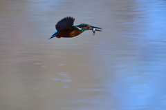 淡いピンクとブルーの背景を飛ぶ