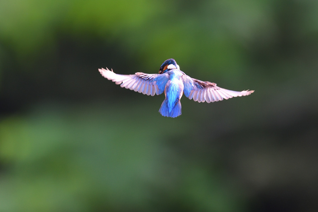 ホバ三昧 2020_1(高速版）