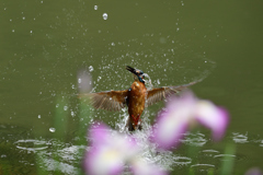 花菖蒲越しのダイブ 1