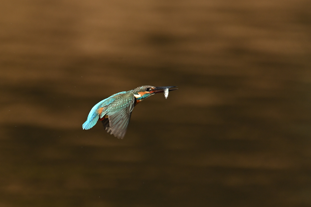 魚を撮って帰還