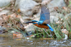 えびゲット 2020_41