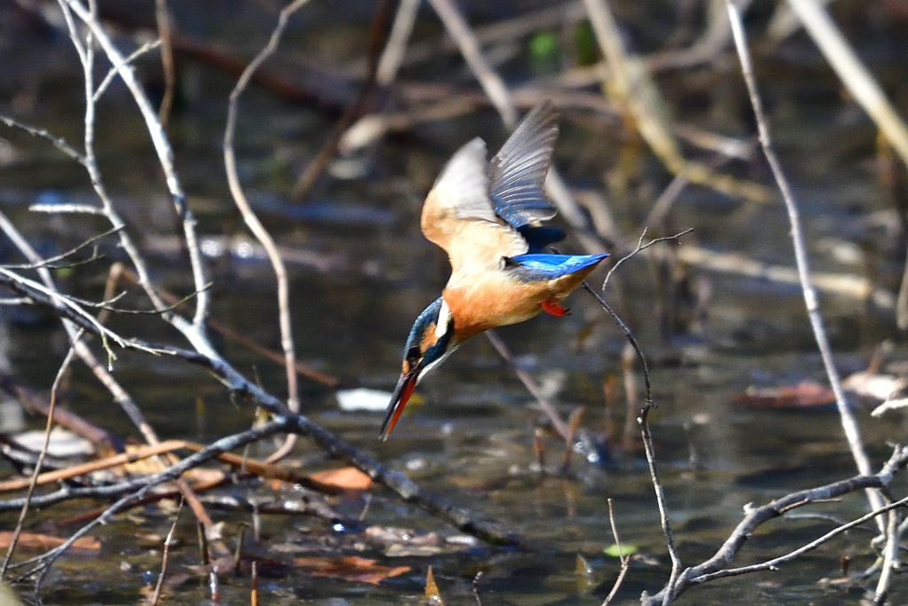 ロックオン 2019_1
