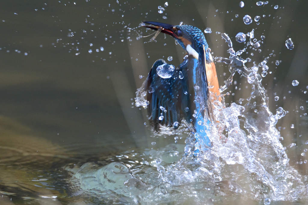 あっち向いてホイ！