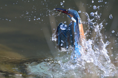 あっち向いてホイ！