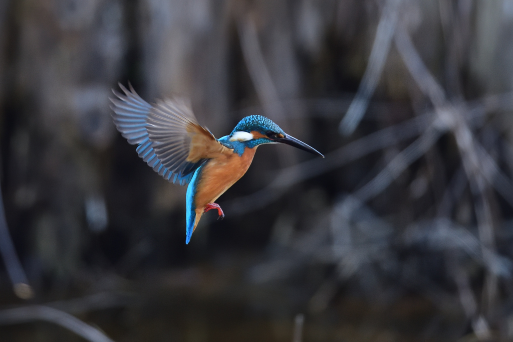 ホバリング 2020_10