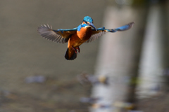 ホバリング 2020_1